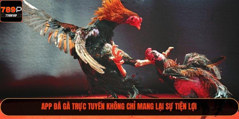 App đá gà trực tuyến không chỉ mang lại sự tiện lợi
