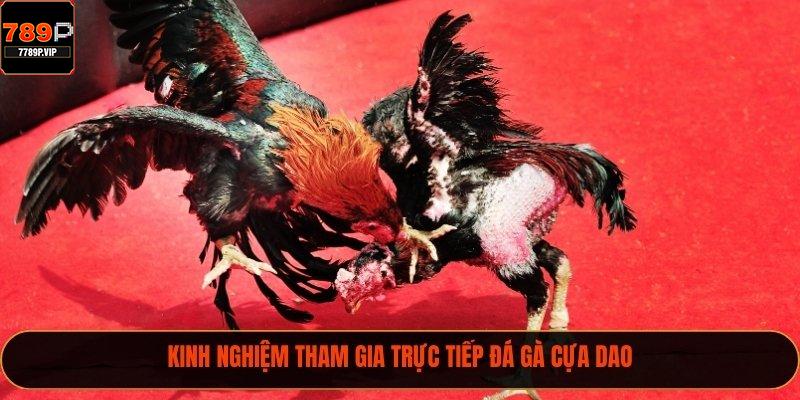 Kinh nghiệm tham gia trực tiếp đá gà cựa dao